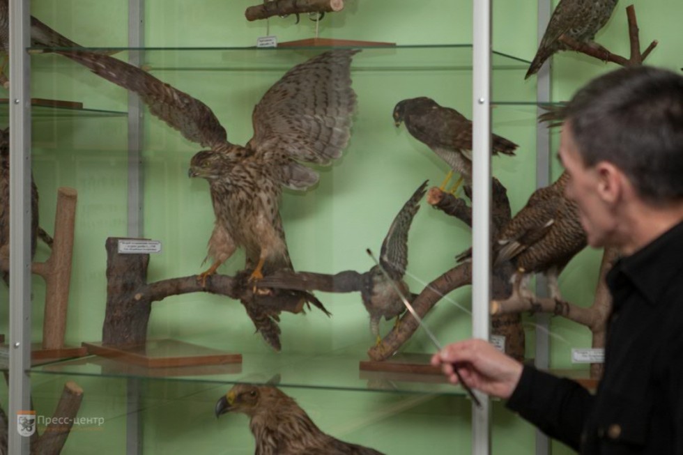 The museum complex of Elabuga institute of KFU was replenished with a zoological exposition The museum complex of Elabuga institute of KFU was replenished with a zoological exposition