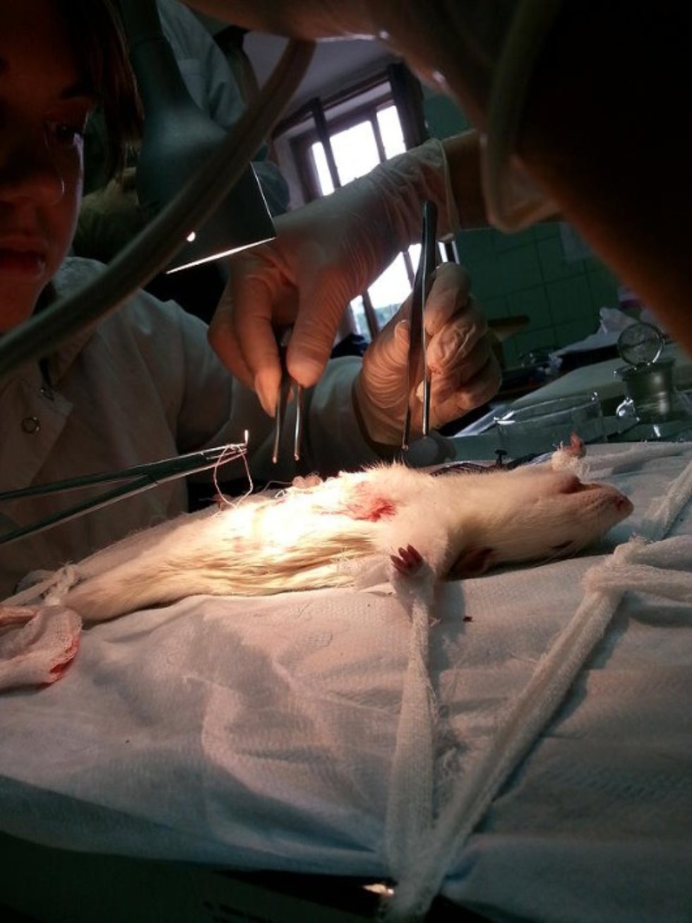 ������� ������������