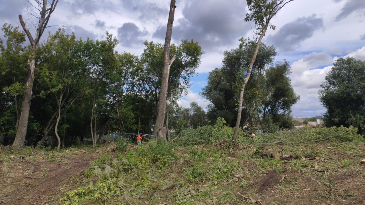 Researchers look for ways to battle box elder