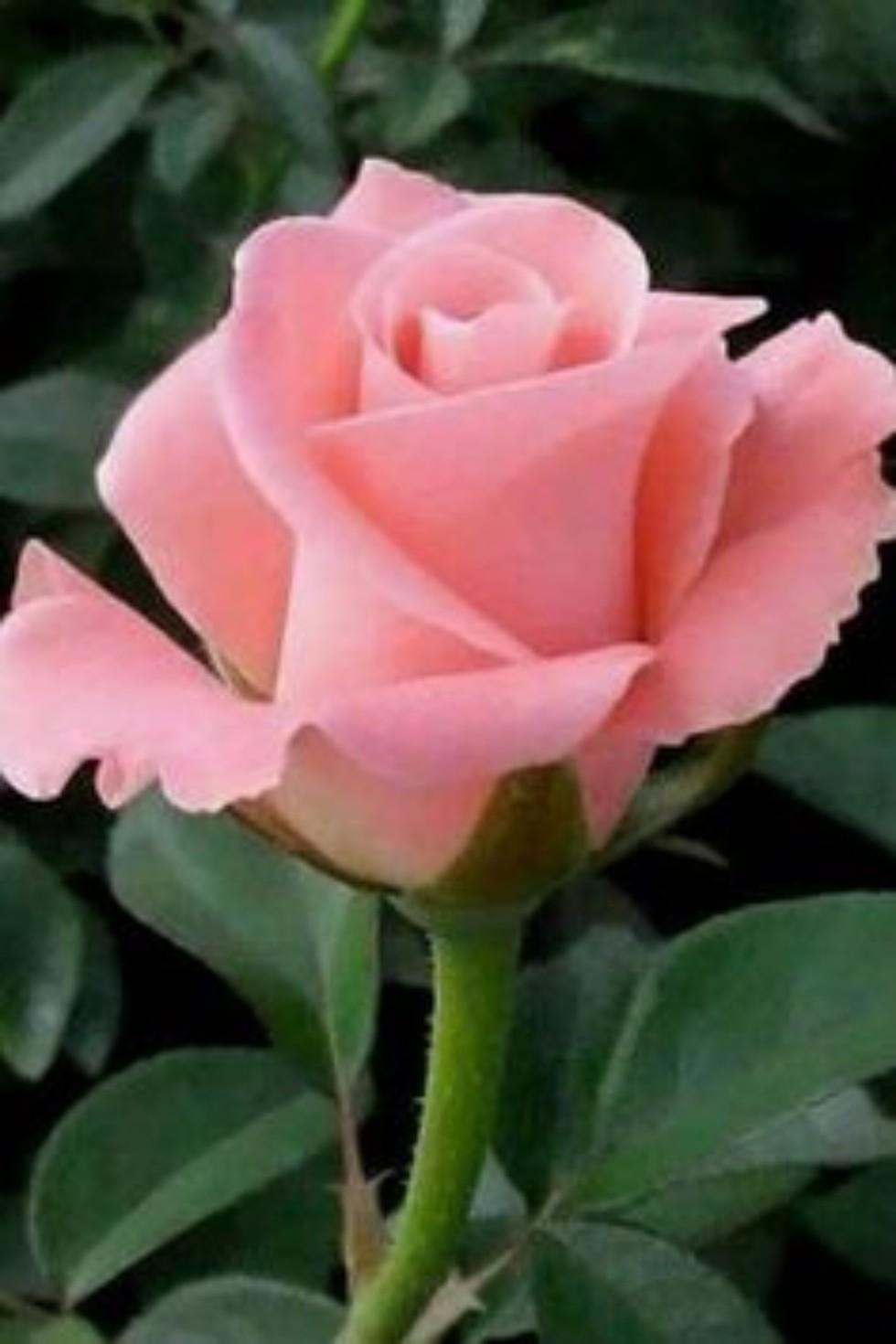 ������ - �����, ������� �� ��� ��������