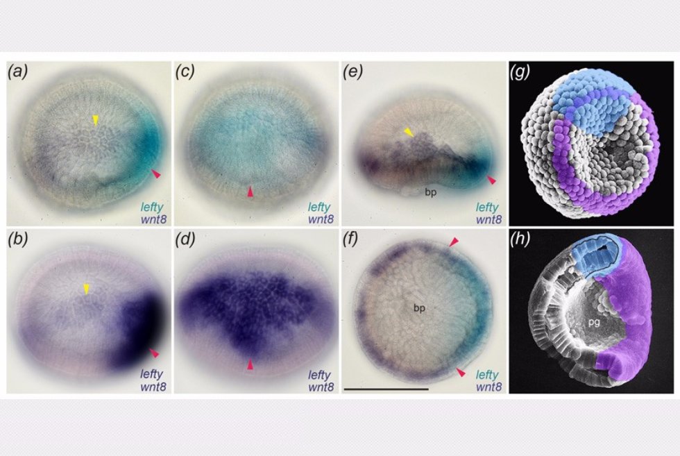Из диссертации PhD Морова А.Р. Экспрессия гена lefty и гена wnt8 в отдельном эмбрионе В Хирошимском университете (Япония) защищена диссертация PhD аспирантом кафедры зоологии и общей биологии Асением Моровым.