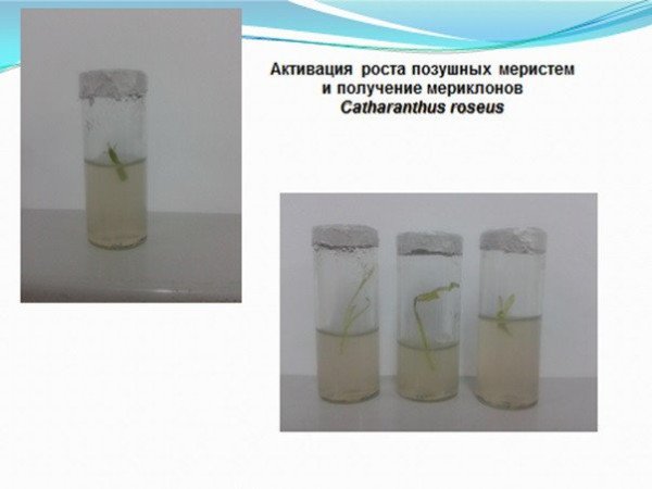 Kazan University researchers developed new unique method of microcloning atharanthus roseus