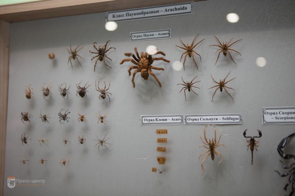 The museum complex of Elabuga institute of KFU was replenished with a zoological exposition The museum complex of Elabuga institute of KFU was replenished with a zoological exposition