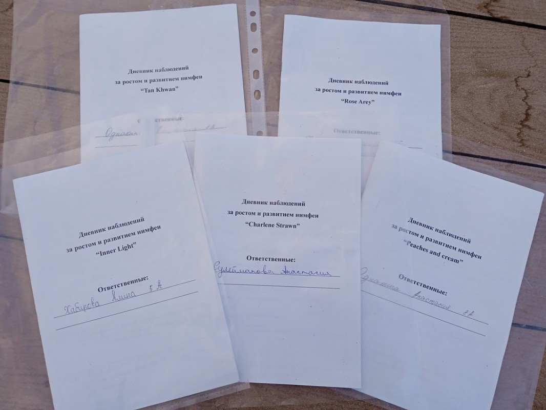 Проект по выращиванию нимфей в ОШ 'Университетская' Проект по выращиванию нимфей в ОШ 'Университетская'