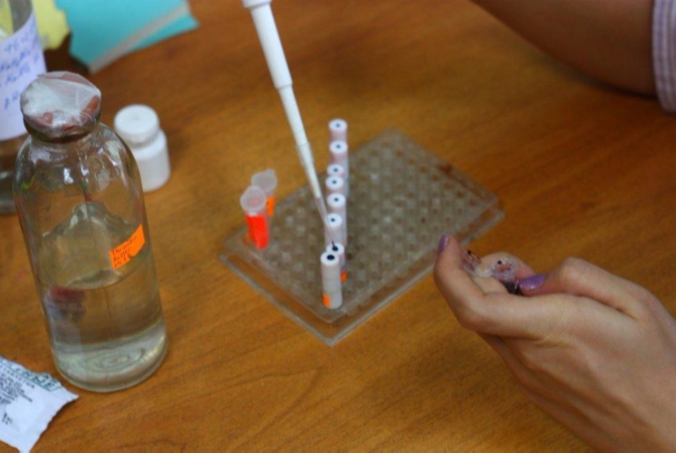 What Are Pillararenes Good for