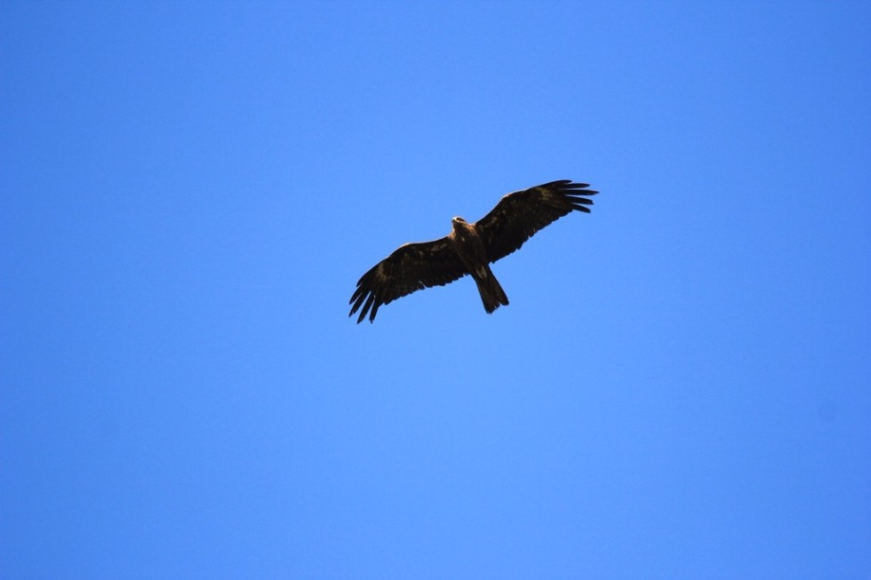 Scientist of Yelabuga Institute of KFU investigates birds from Tatarstan to Dagestan