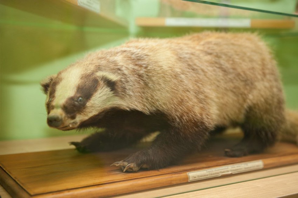 The museum complex of Elabuga institute of KFU was replenished with a zoological exposition