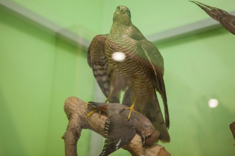 Выставочный зал зоологии Выставочный зал зоологии