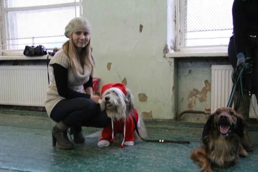 Активисты СТО на 'Смотре беспородных собак' Активисты СТО на 'Смотре беспородных собак'