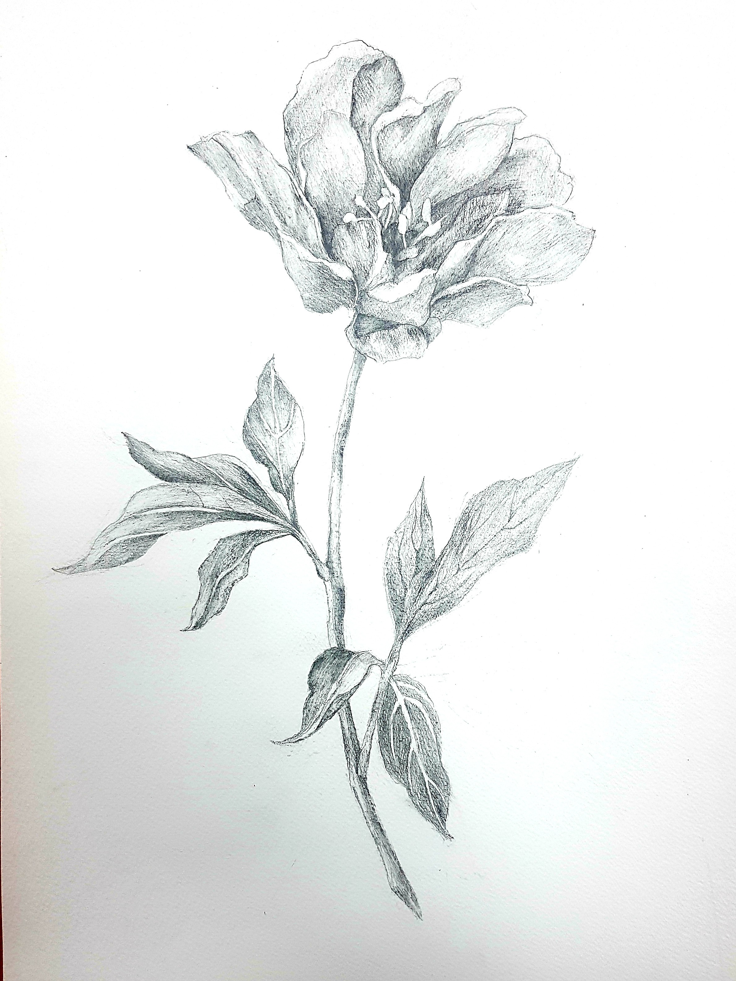 ����� 1-�� ����������� ���� V-�� ���������������� �������� �������� ������� � ����� ������������ �������� '�������'