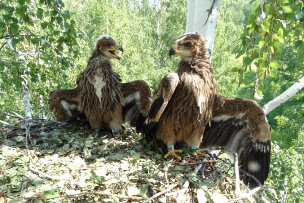 ������ ����������� ��������� ��� ��������� �������� �� ���������� �� ���������