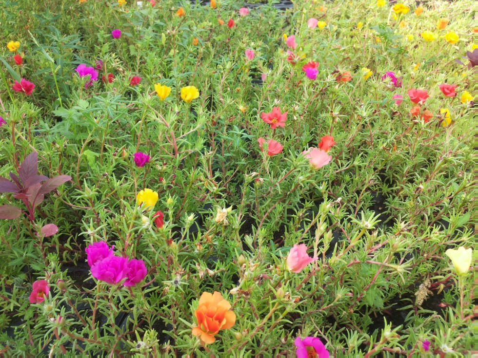 ���������� ��������