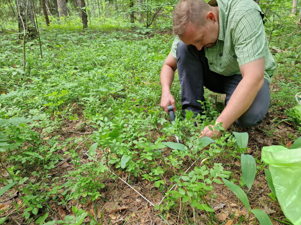 Оценка запасов углерода в травянистом ярусе хвойных лесов Оценка запасов углерода в травянистом ярусе хвойных лесов