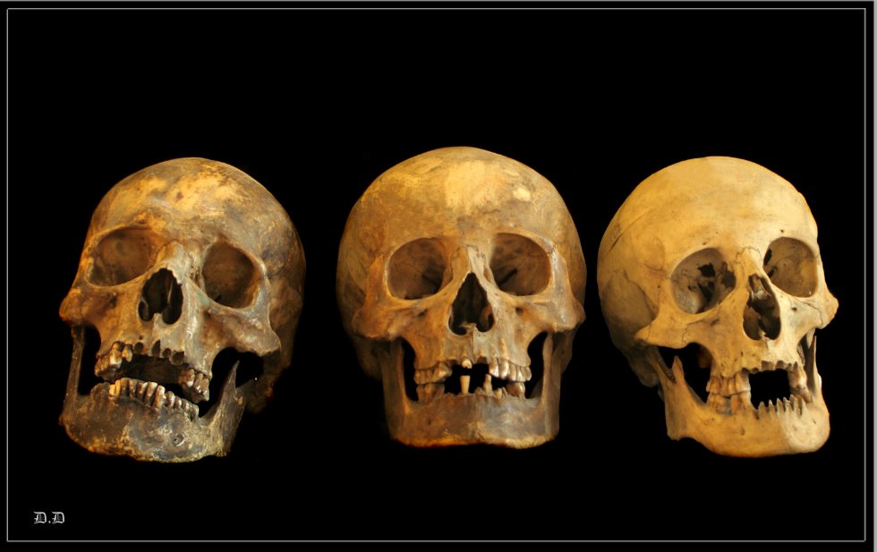 The museum of Morphology and the General Pathology Department The museum of Morphology and the General Pathology Department