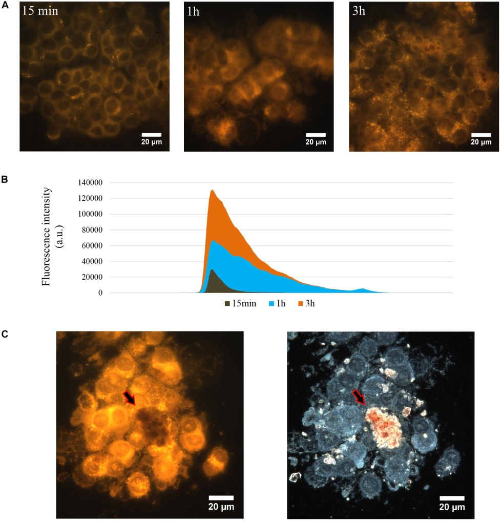 Prodigiosin-based solution has selective activity against cancer cells ,IFMB, halloysite, nanotube, prodigiosin