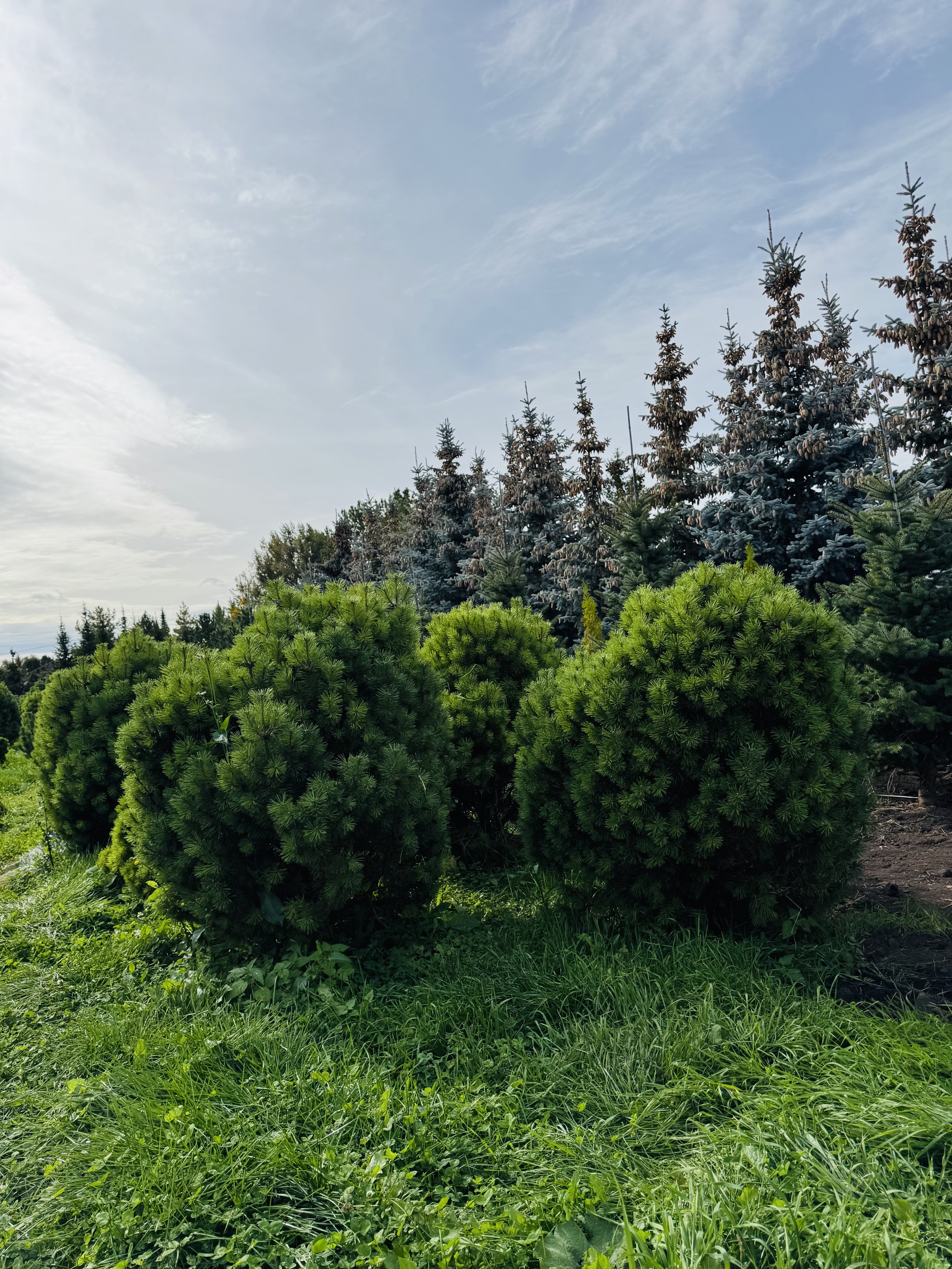 Представители Совета ветеранов КФУ посетили жемчужину Татарстана - Камское Устье Представители Совета ветеранов КФУ посетили жемчужину Татарстана - Камское Устье