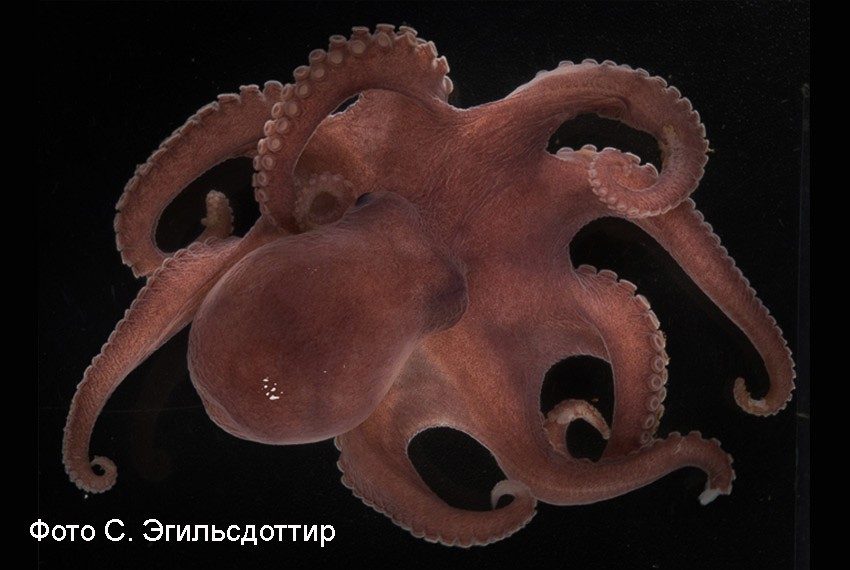 Новый вид осьминога Muusoctopus aegir Новый вид арктического осьминогаоткрыт зоологами КФУ