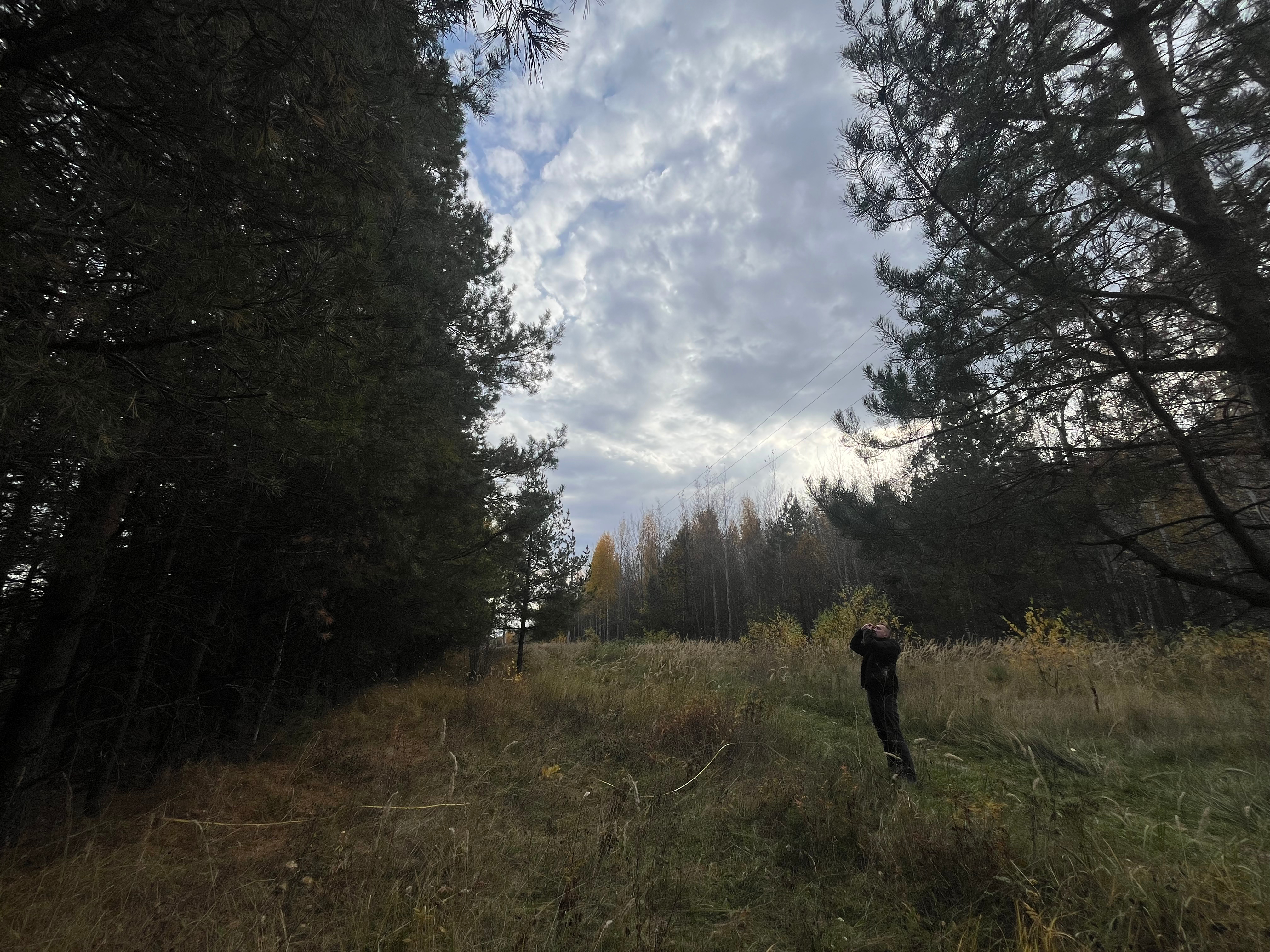 Оценка скорости прироста биомассы разновозрастных лесополос Оценка скорости прироста биомассы разновозрастных лесополос