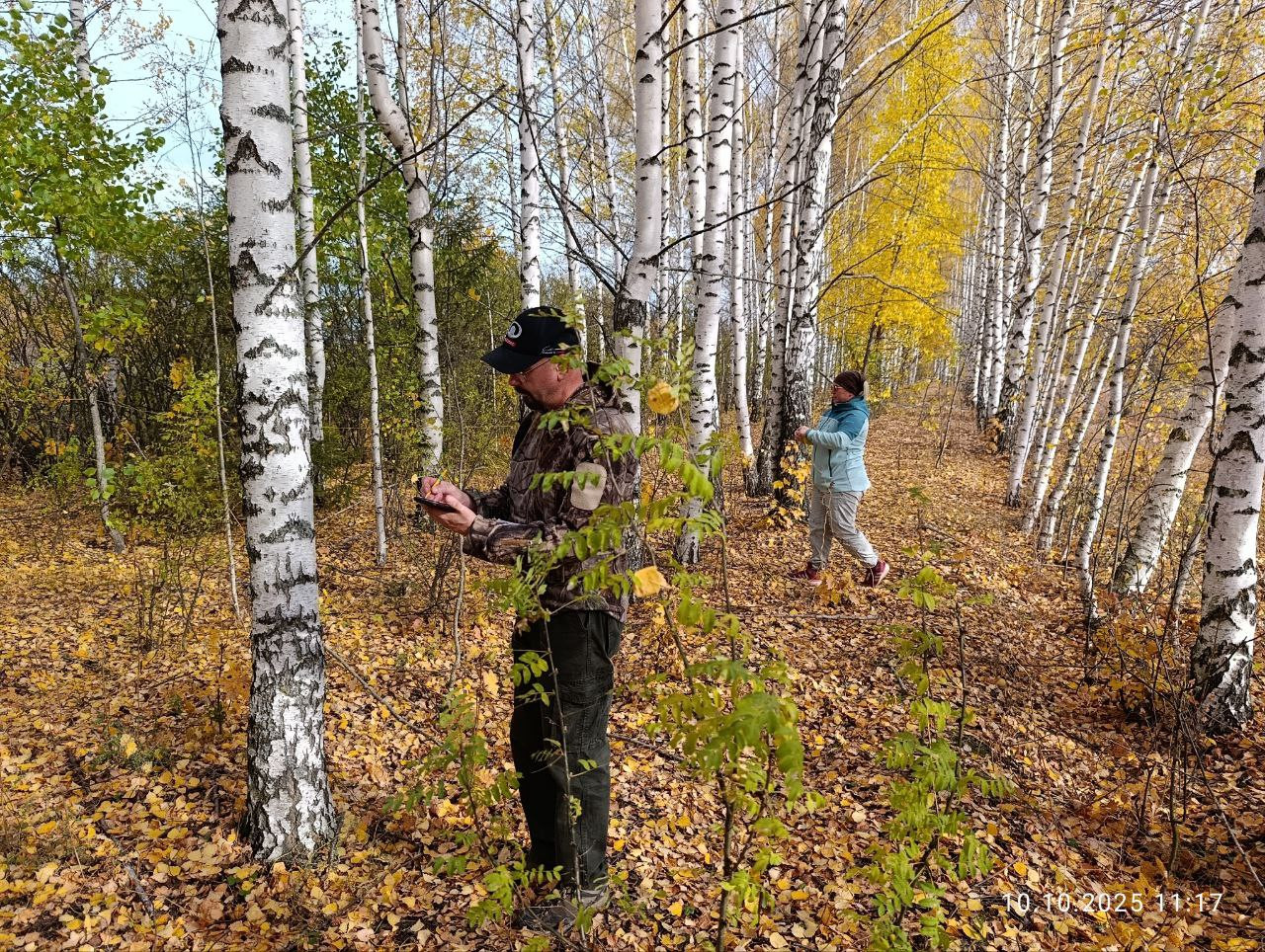 Оценка скорости прироста биомассы разновозрастных лесополос Оценка скорости прироста биомассы разновозрастных лесополос
