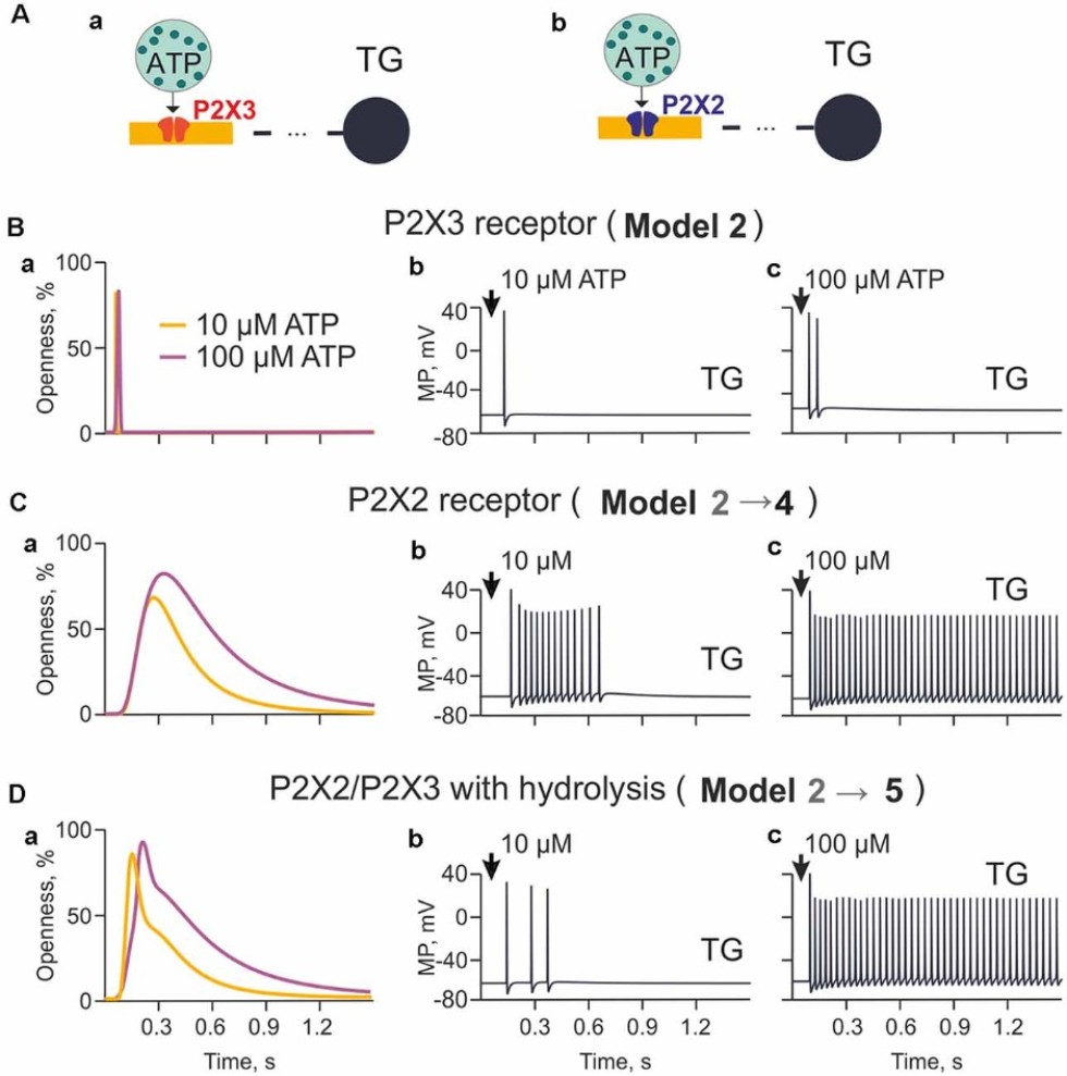Научная статья от авторов из ИТИС о причинах мигрени вошла в топовый мировой сборник 'Выбор редакции по клеточной нейрофизиологии в 2021 году' Научная статья от авторов из ИТИС о причинах мигрени вошла в топовый мировой сборник 'Выбор редакции по клеточной нейрофизиологии в 2021 году'