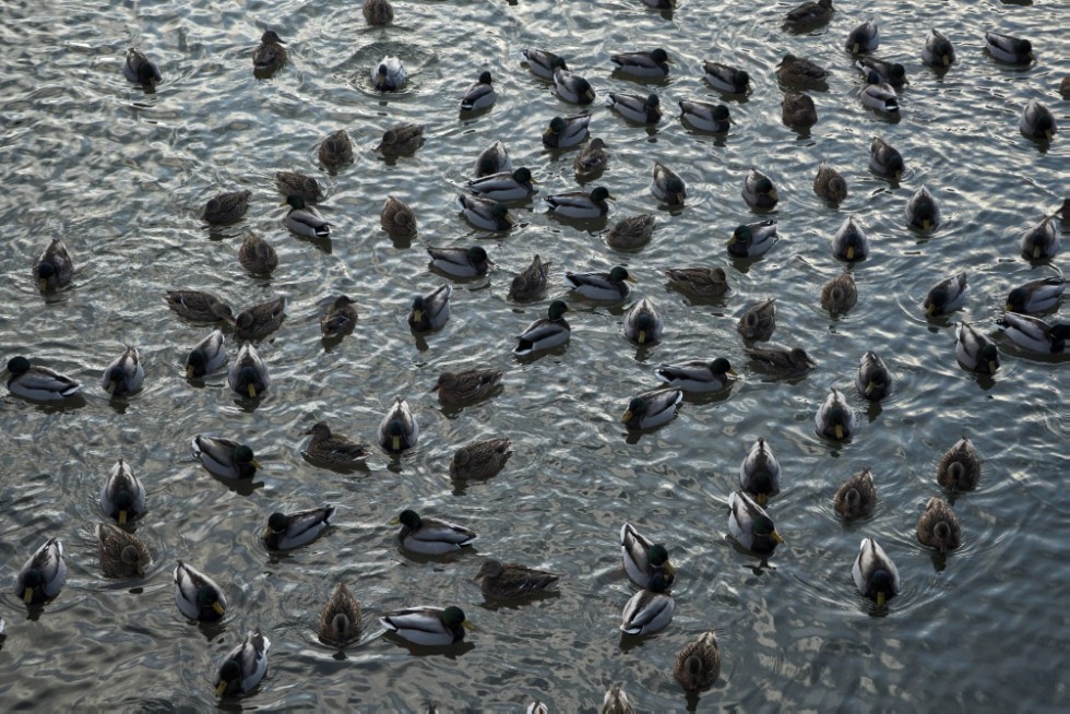 More ducks choose Kazan for overwintering ,tufted duck, mallard duck, overwintering, climate, nutrition, zoology