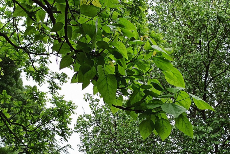 Международная школа-конференция 'Комплексный анализ и его приложения' Международная школа-конференция 'Комплексный анализ и его приложения'