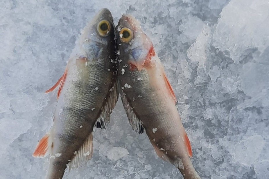 Зимнее занятие для преподавателей Ошского государственного педагогического университета Зимнее занятие для преподавателей Ошского государственного педагогического университета