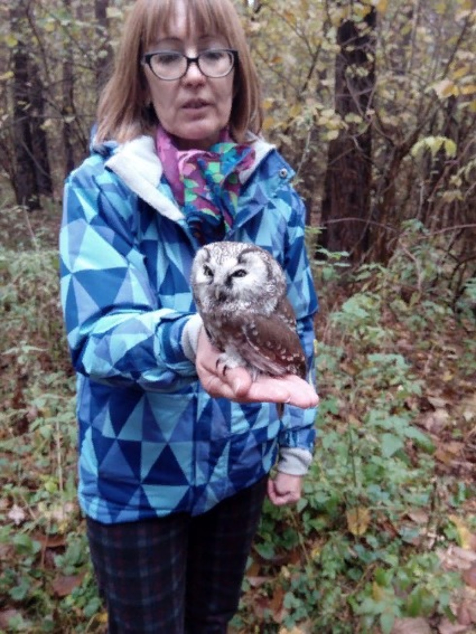 Спасение сычика Спасение сычика