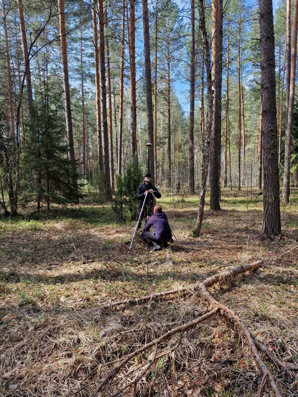 Продолжаются работы по оценке запасов углерода в сосновых лесах РТ Продолжаются работы по оценке запасов углерода в сосновых лесах РТ