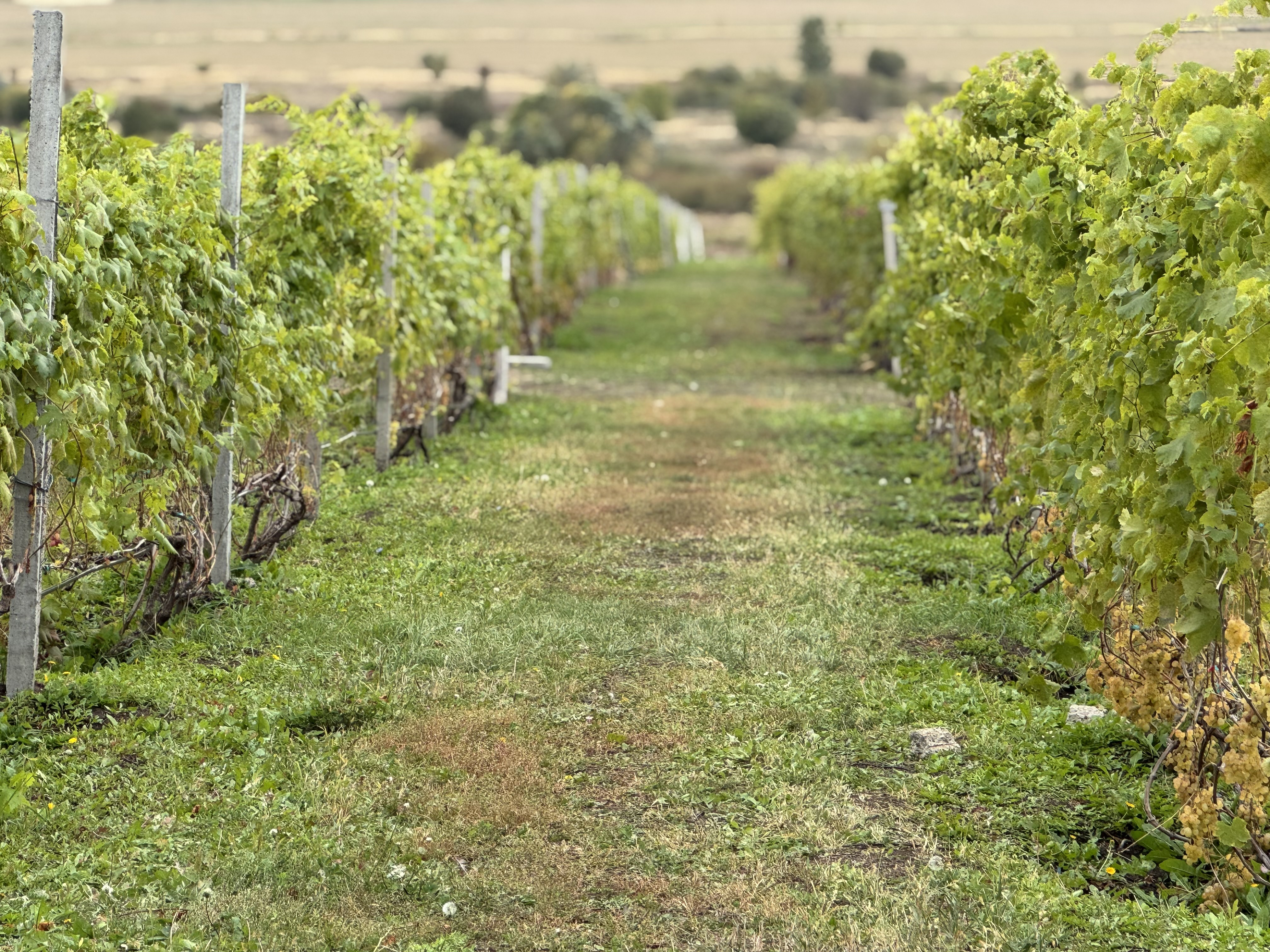 Представители Совета ветеранов КФУ посетили жемчужину Татарстана - Камское Устье Представители Совета ветеранов КФУ посетили жемчужину Татарстана - Камское Устье