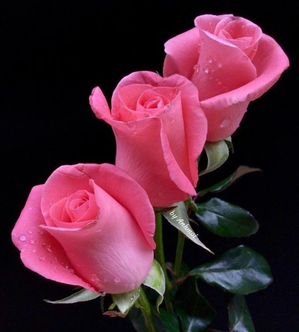 ������ - �����, ������� �� ��� ��������