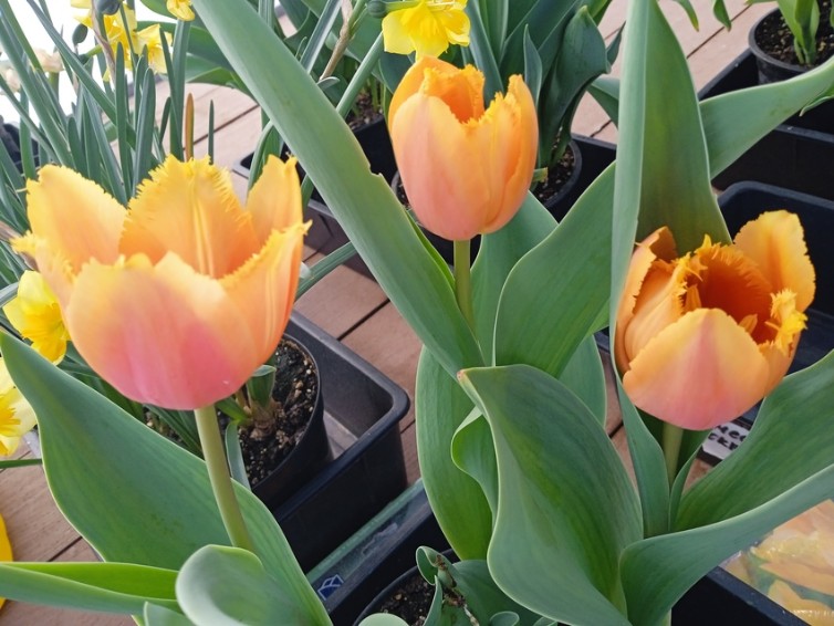 ������������ ����������� � '���������������' ����� ����������