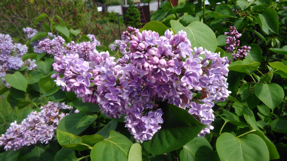 ���������� ��������