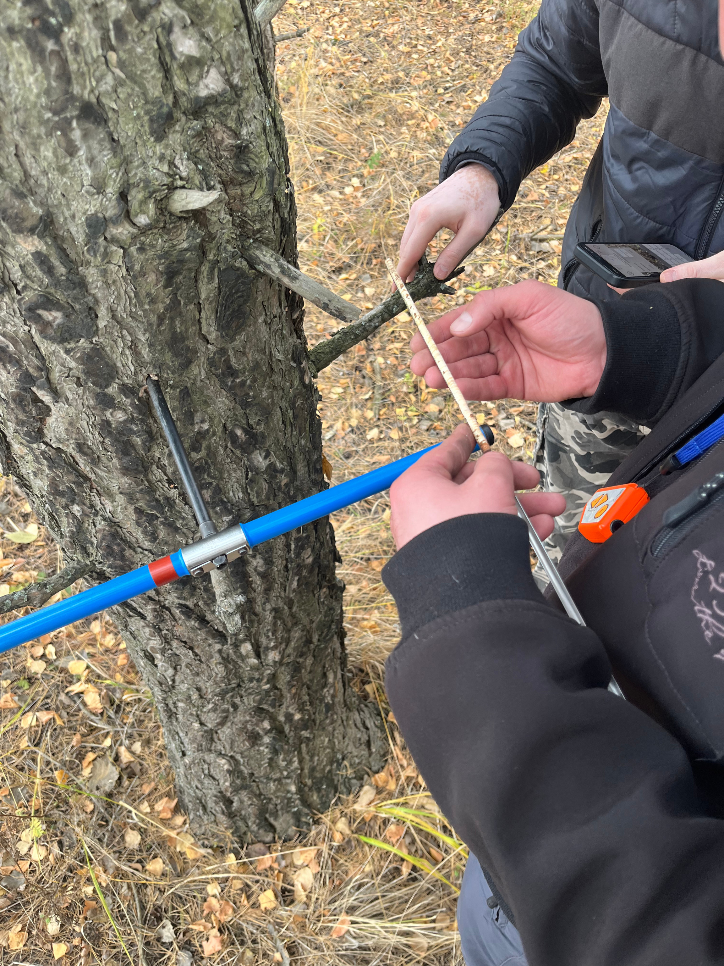 Оценка скорости прироста биомассы разновозрастных лесополос Оценка скорости прироста биомассы разновозрастных лесополос