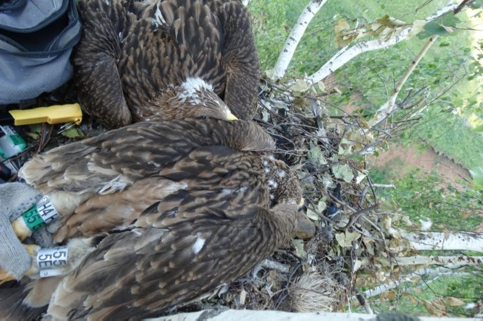 ������ ��� ������� ��������� �����