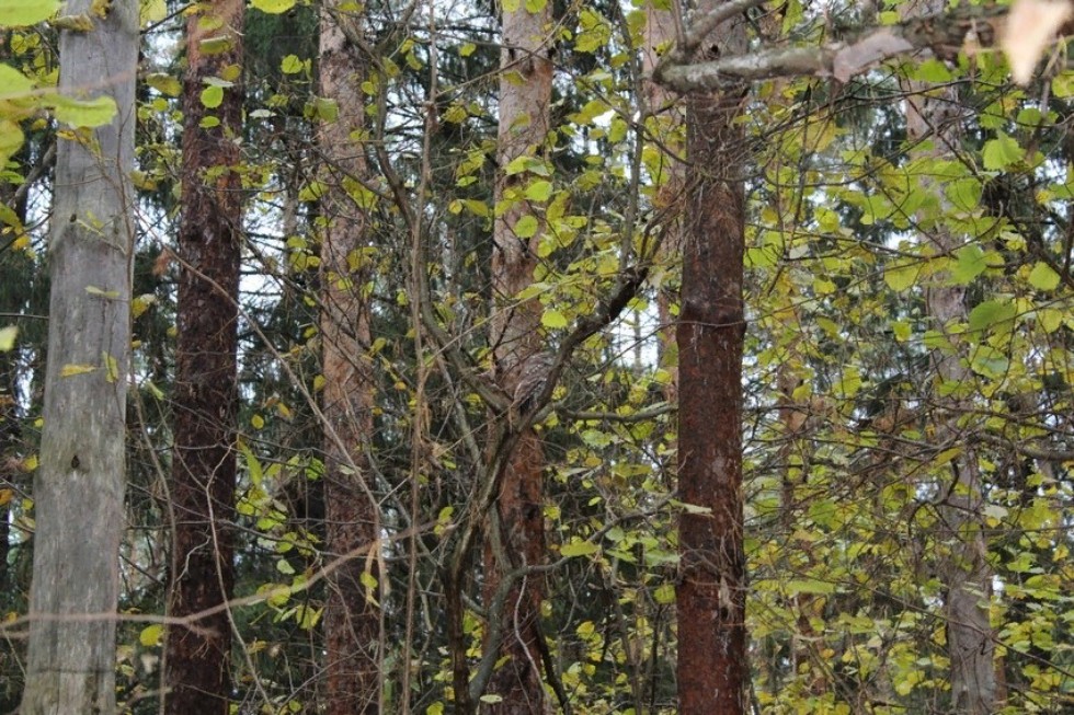 �������� ������