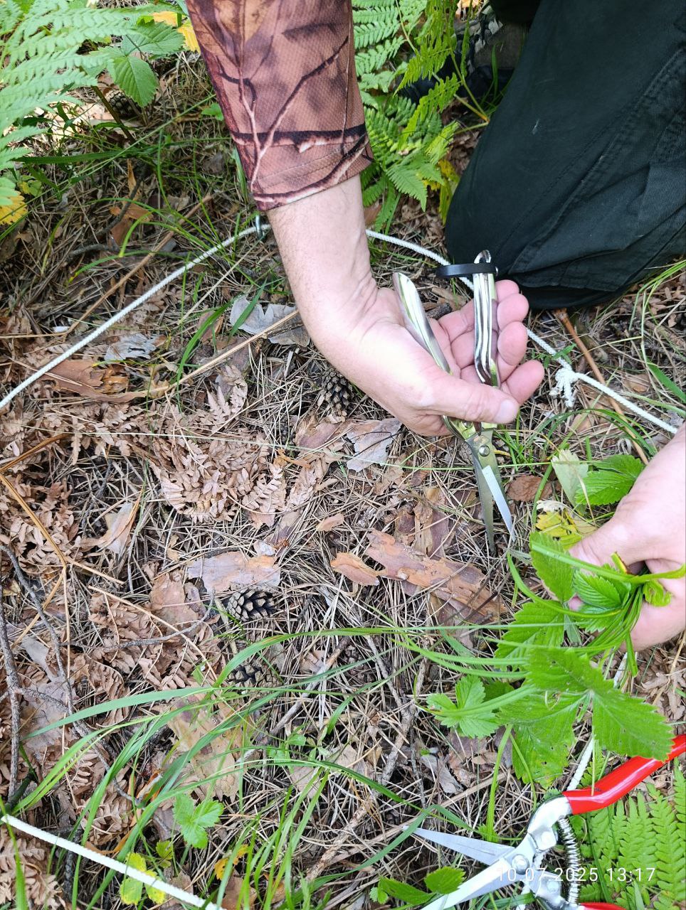 Исследования запасов углерода в сосняках Национального парка Исследования запасов углерода в сосняках Национального парка