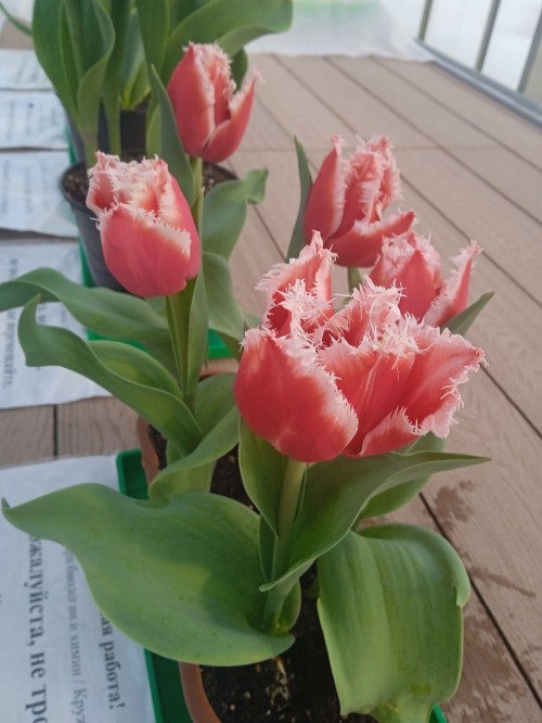 Тюльпаны, выращенные своими руками