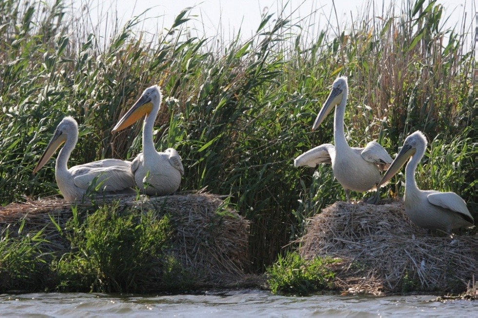 ��������� ����������� ��������� ��� �������� �� ���������� � ��������