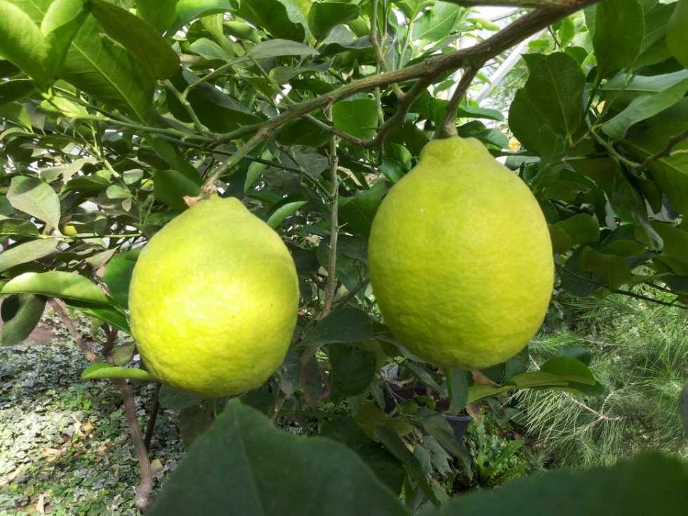 Экскурсии в ботаническом саду Экскурсии в ботаническом саду