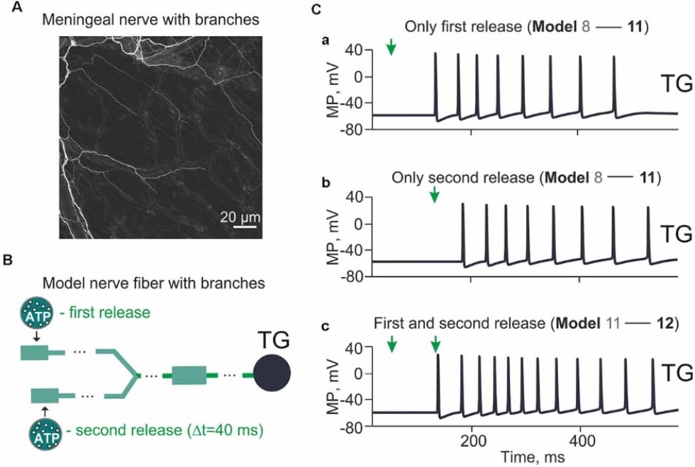 Научная статья от авторов из ИТИС о причинах мигрени вошла в топовый мировой сборник 'Выбор редакции по клеточной нейрофизиологии в 2021 году' Научная статья от авторов из ИТИС о причинах мигрени вошла в топовый мировой сборник 'Выбор редакции по клеточной нейрофизиологии в 2021 году'