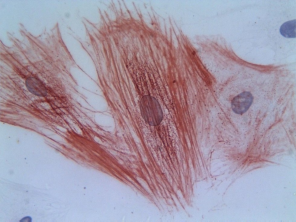 The center of biomedical microscopy The center of biomedical microscopy