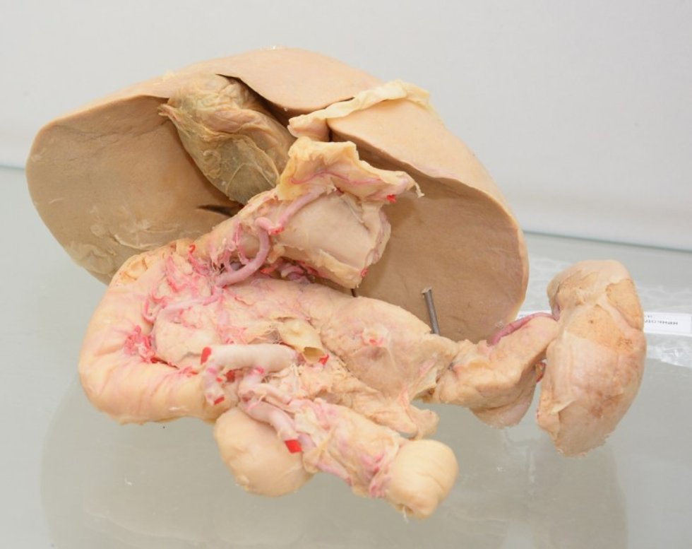 The museum of Morphology and the General Pathology Department The museum of Morphology and the General Pathology Department