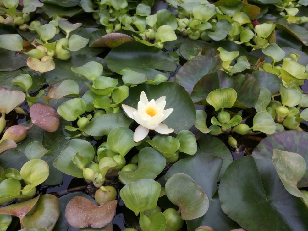 Экскурсии в ботаническом саду Экскурсии в ботаническом саду