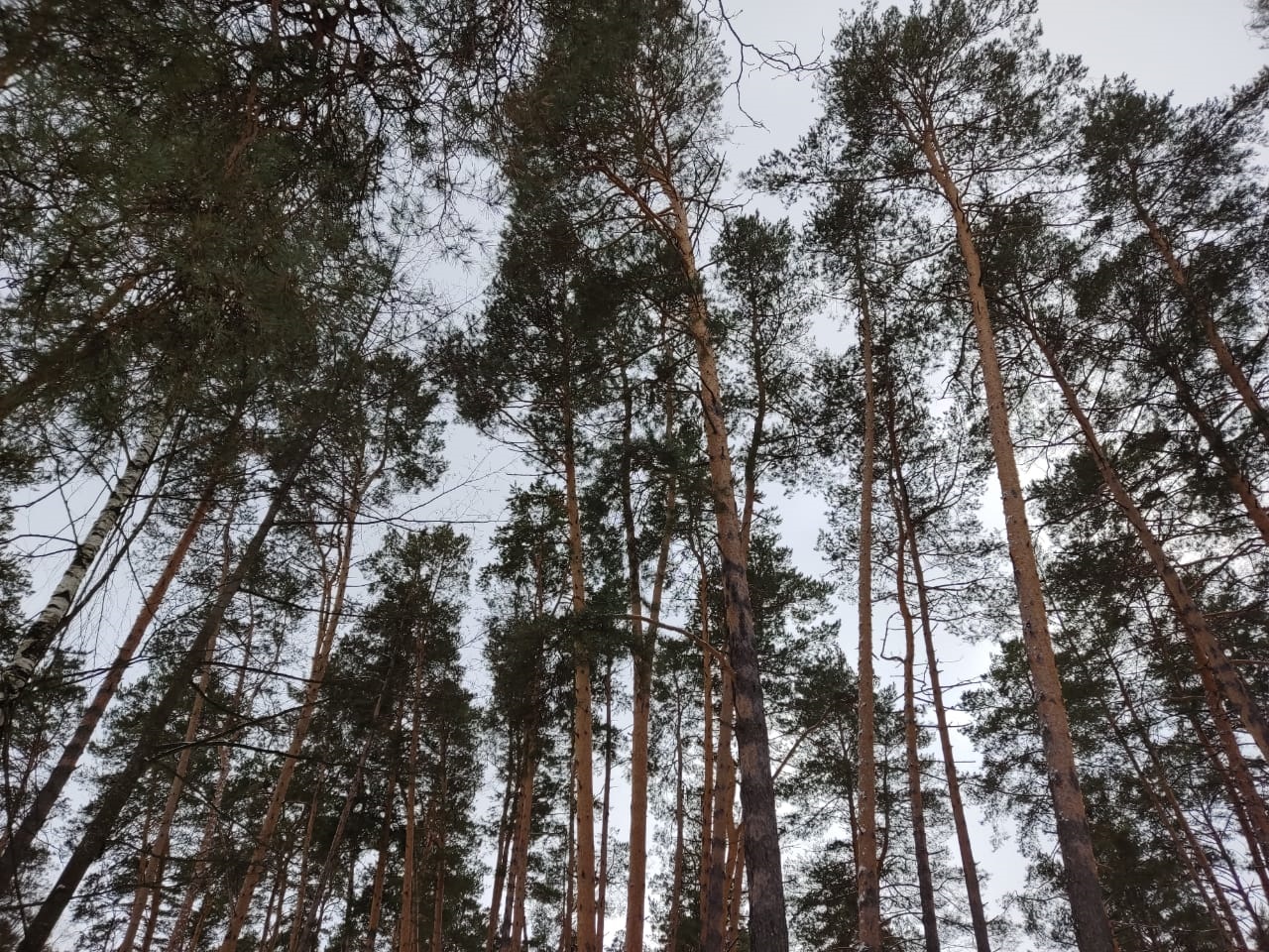 ������ ����� ������