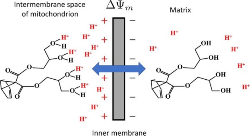 Kazan Federal University researchers find ways to impede progress of neurodegenerative diseases ,Bioorganic & Medicinal Chemistry Letters, IFMB, Translational Medicine, Arbuzov Institute of Organic and Physical Chemistry, methanofullerenols, antioxidant activity, protonation, zeta potential, hyperpolarized mitochondria