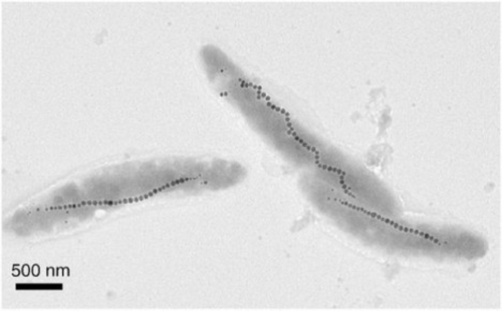 Magnetic Nanopaleontology Helps in Studies of Historical Climate Change