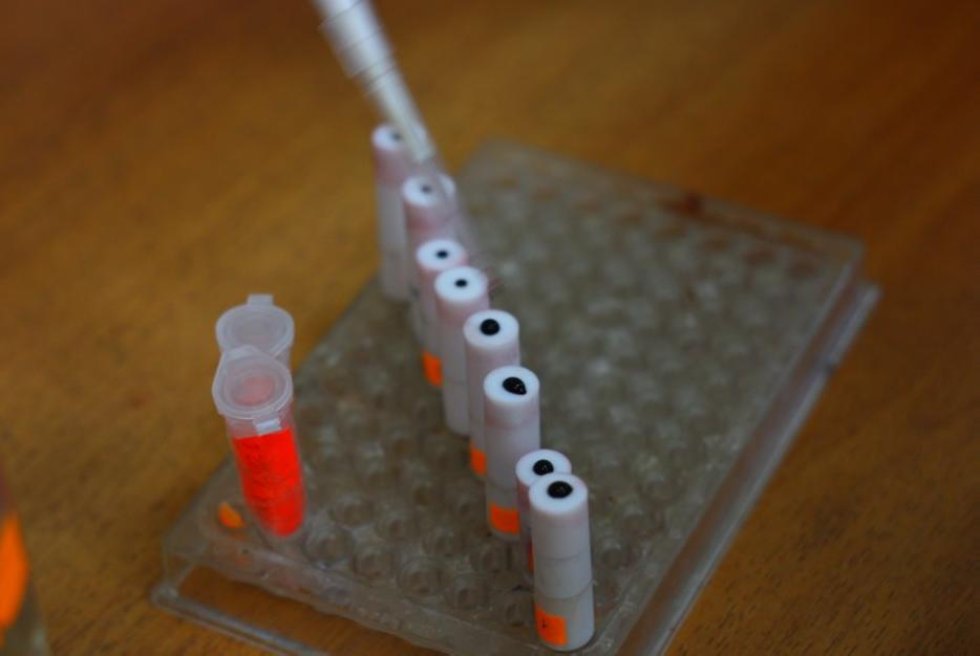 What Are Pillararenes Good for