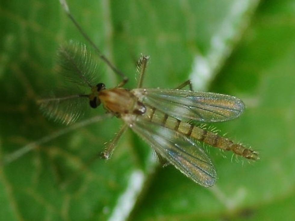 Heat shock system helps bug come back to life after drying up ,RIKEN, National Agriculture and Food Research Organization, Skoltech University, RIKEN-KFU Translational Genomics Unit, Polypedilum vanderplanki