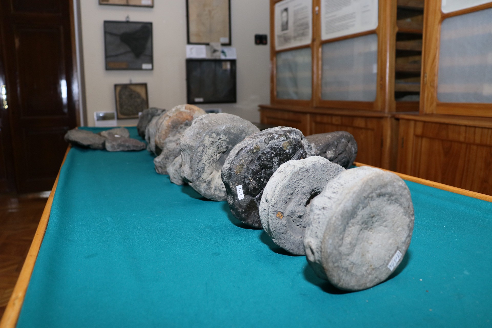 Fossils of ichthyosaur species gifted to Kazan University's Geological Museum Fossils of ichthyosaur species gifted to Kazan University's Geological Museum